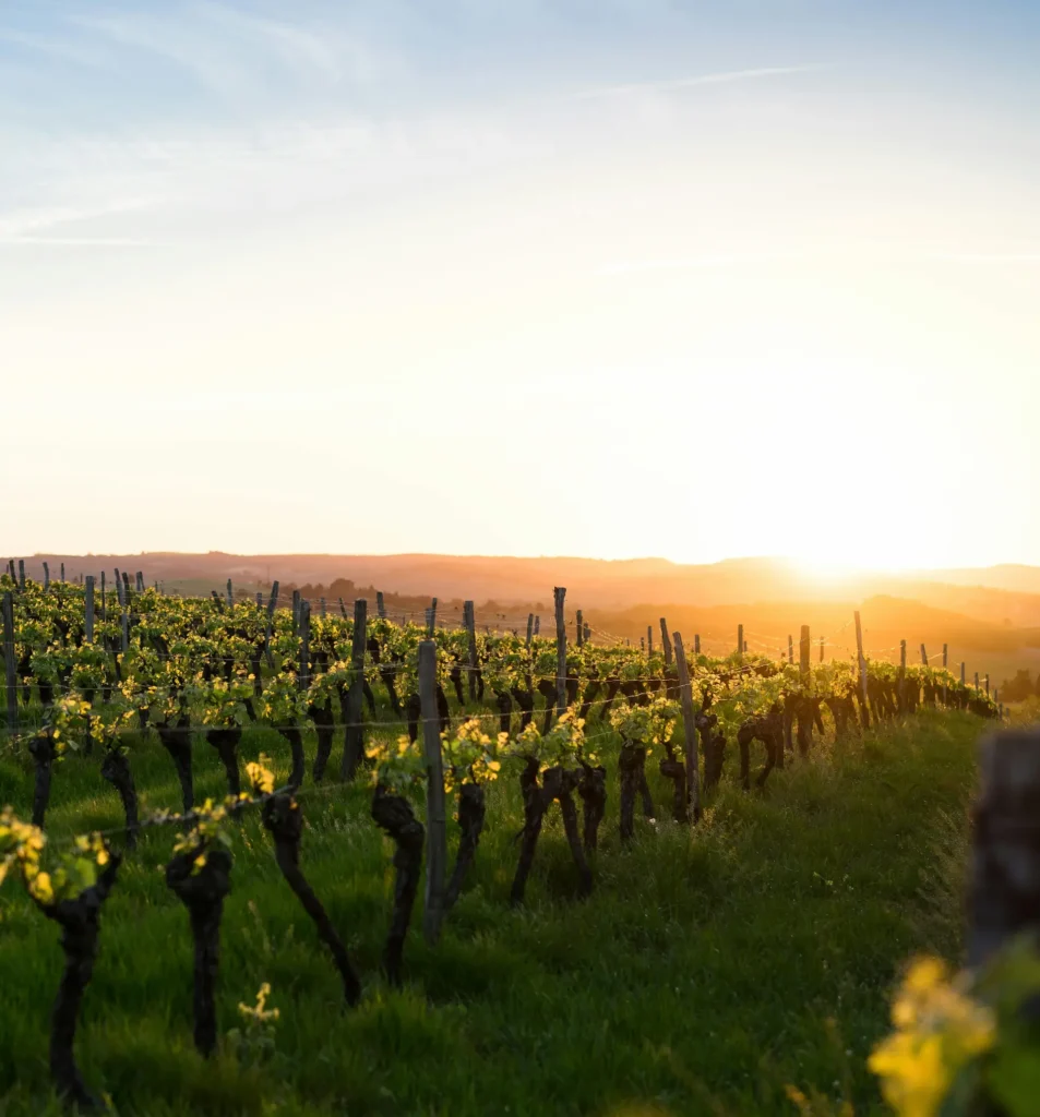 Wijngaard bij zonsondergang met licht op de druivenranken.